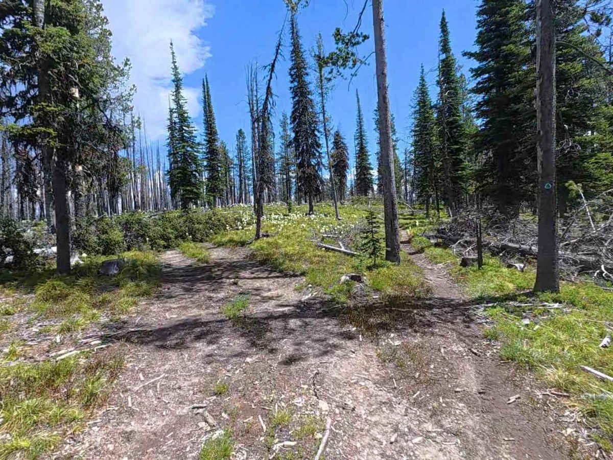 Continental Divide NST - FS 6111 photo 2