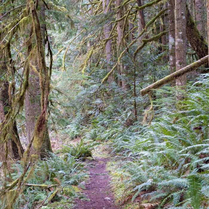 Near Still Creek Trail