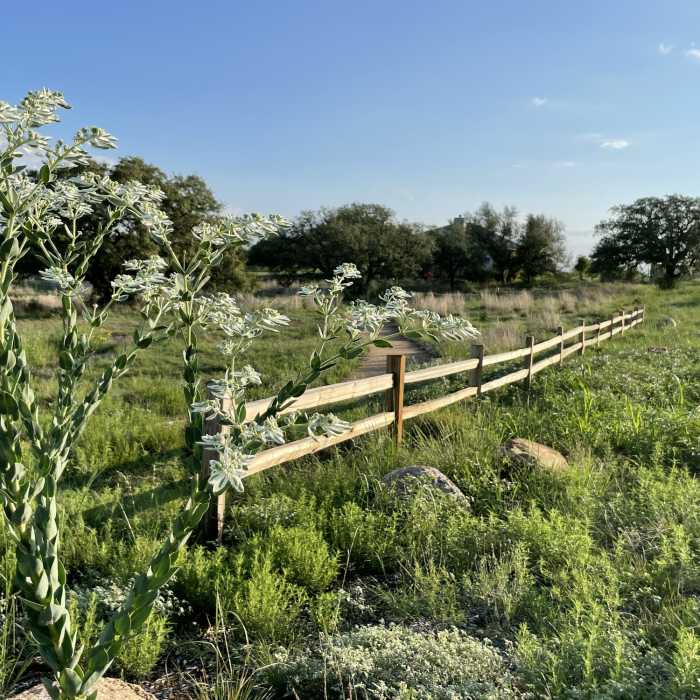 Near Live Oak Loop Trail