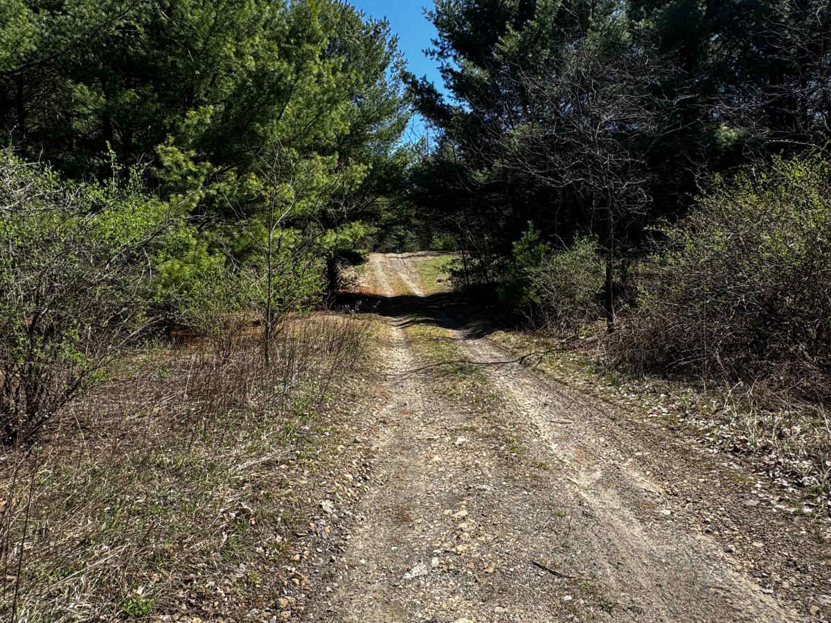 Logway Run Trail East trail photo