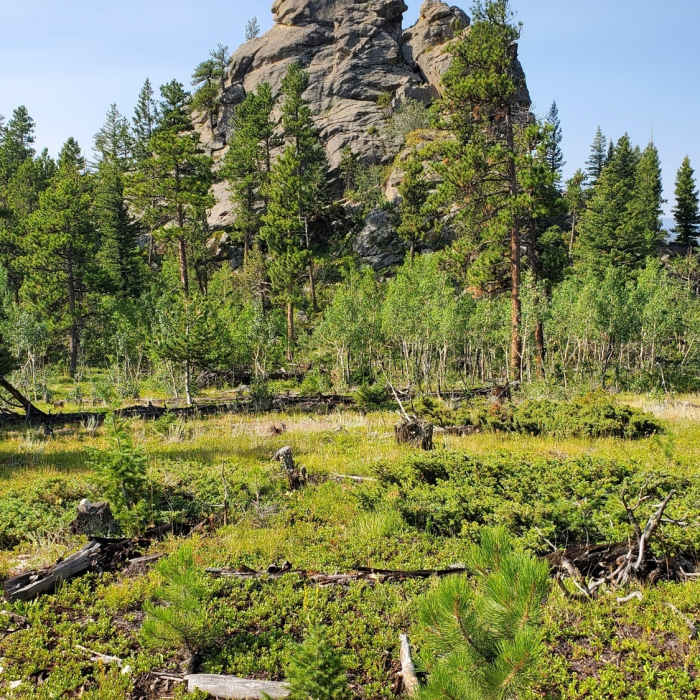 Near Twin Sisters Peak Trail