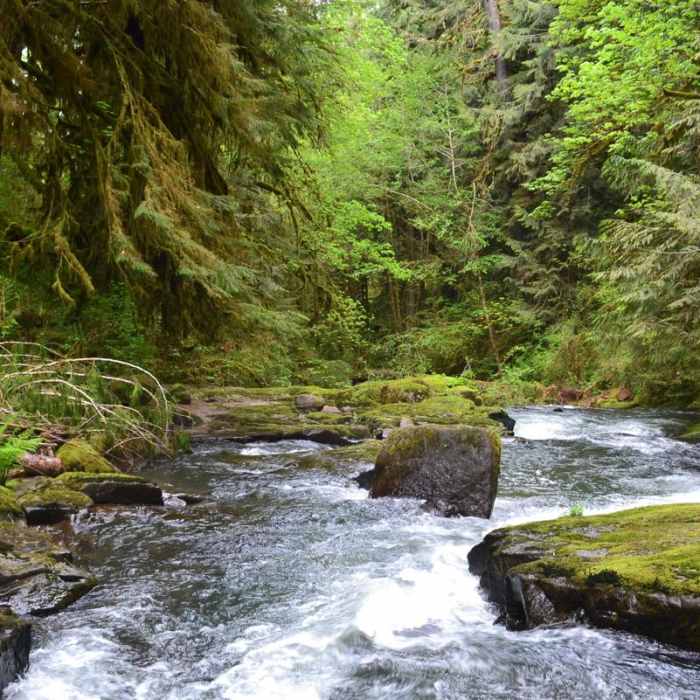 Near Alsea Falls Recreation Area