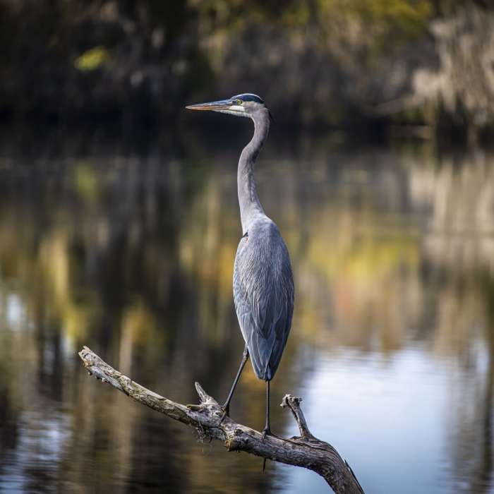 Great Blue Heron Near Limpkin Loop