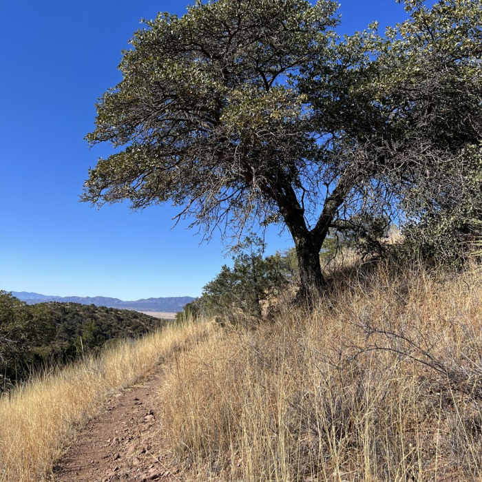 Near Arizona Trail Passage 2: Canelo Hills East Near Arizona Trail Passage 2: Canelo Hills East