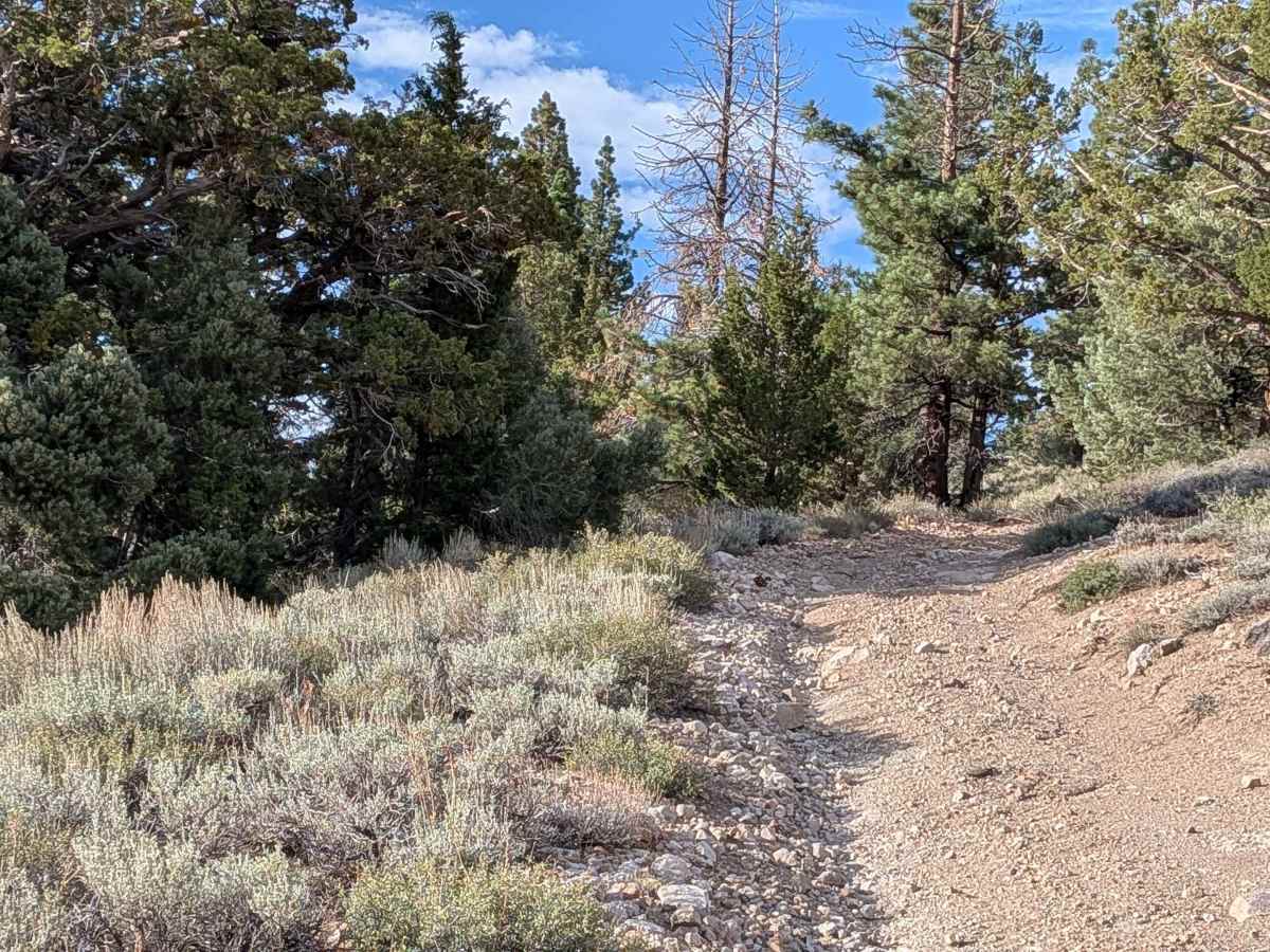 Leviathan Creek trail photo