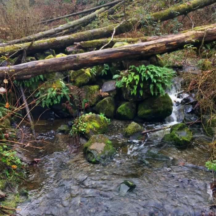 Near Piper's Creek Trail