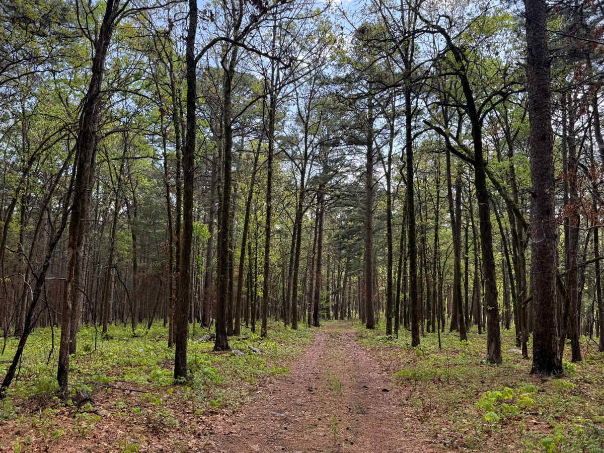 Fern Spring Trail photo 6