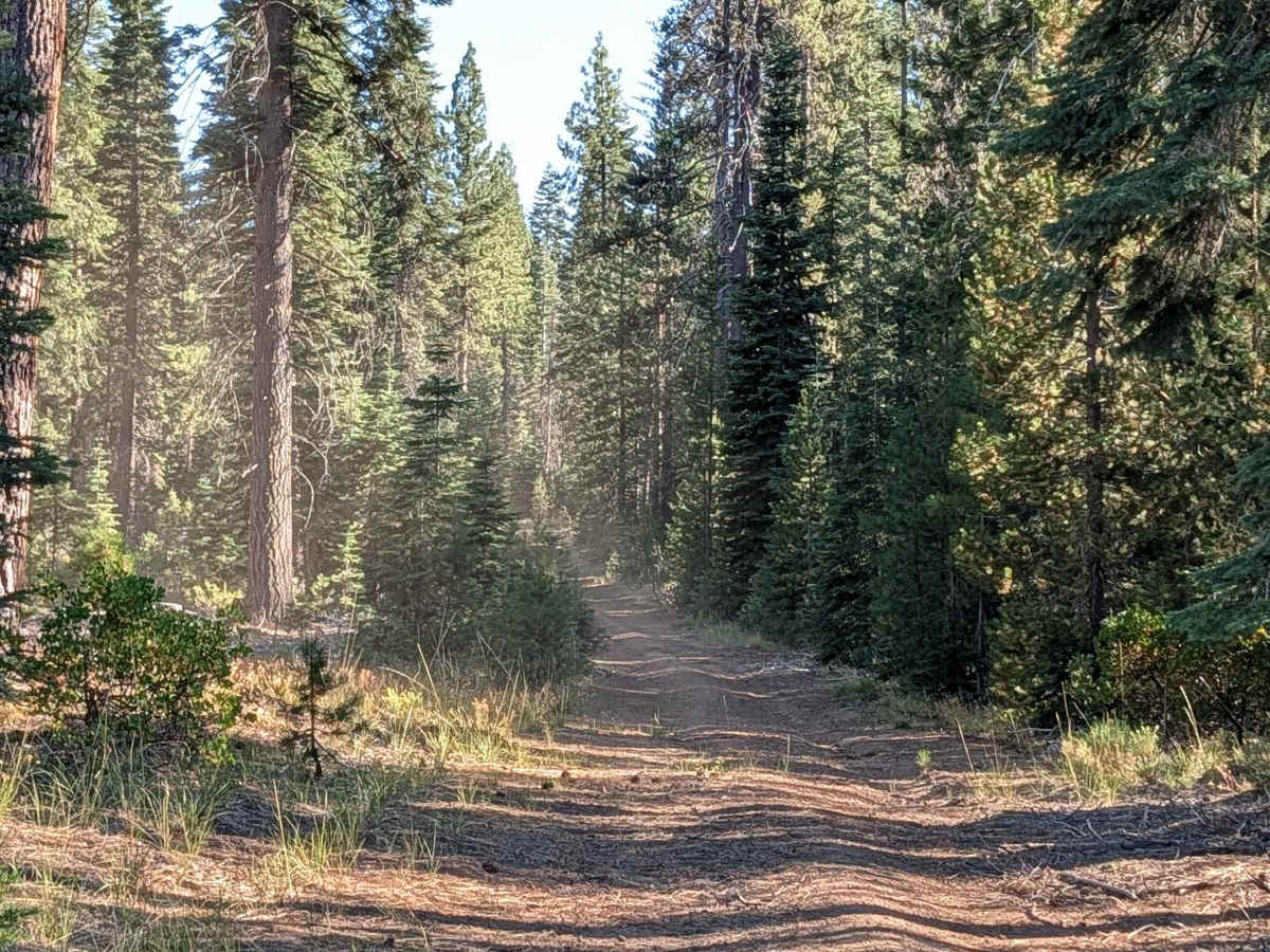 Paige - FS 42N85 trail photo
