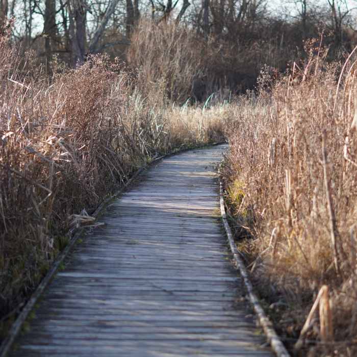 Near Sage Meadow Loop