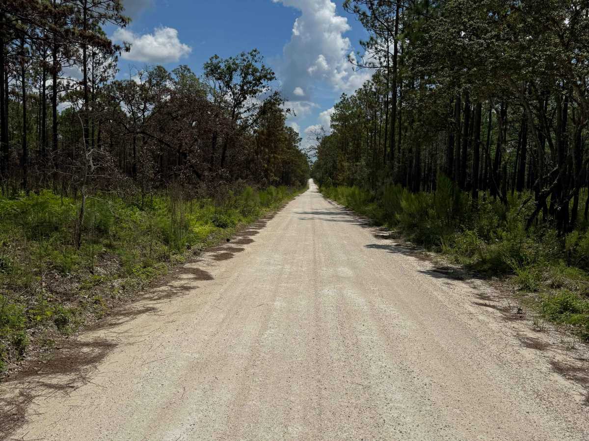 Trail 10 - Citrus WMA photo 4