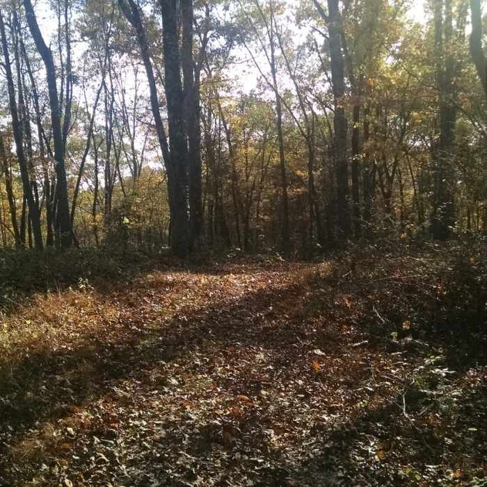 Pate Hollow Trail. Near Pate Hollow Trail - East