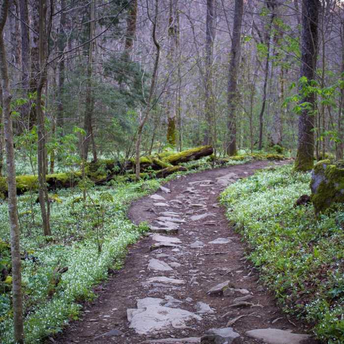 Near Porters Creek Trail to Fern Branch Falls Near Porters Creek Trail to Fern Branch Falls
