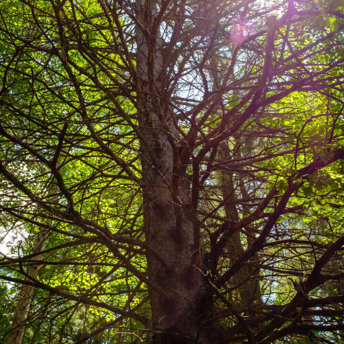 An interesting tree - with absolutely no foliage. Near Shingle Mill Pathway Loop
