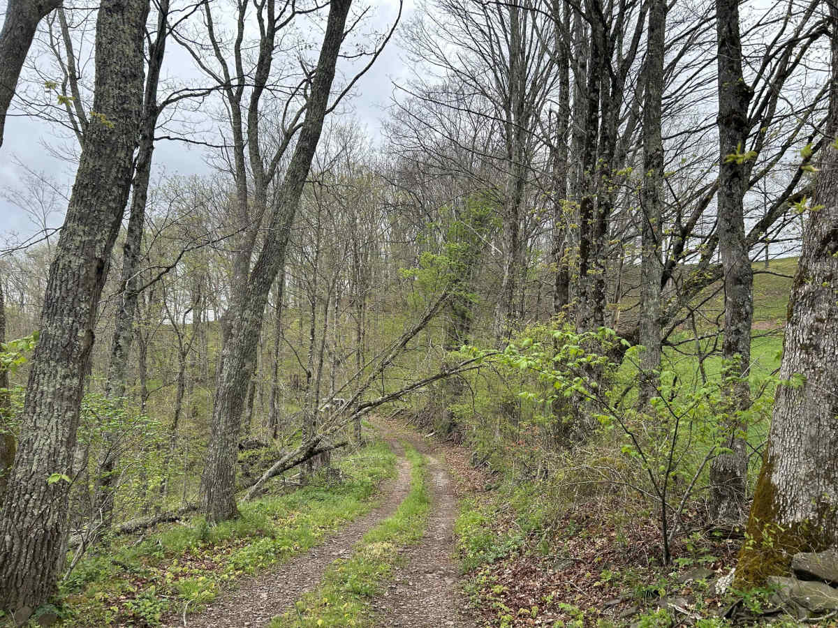 Chestnut Ridge Road trail photo