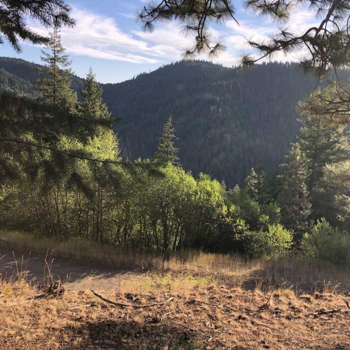 Near Indian Ridge Trail # 3221