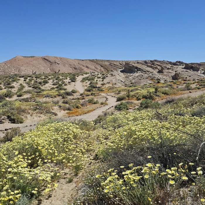 Exploring Hagen Canyon. Spring flowers. Near Hagen Canyon