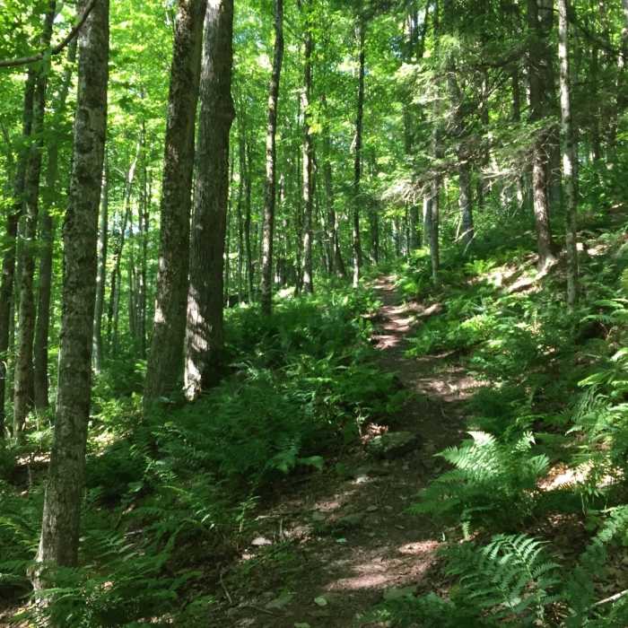 Near Andes Rail Trail & Bullet Hole Spur