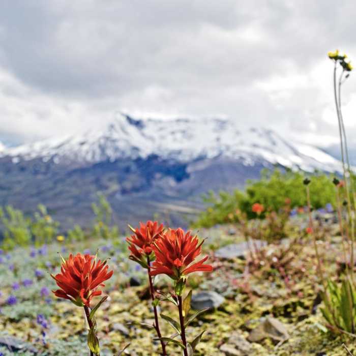Near Harry's Ridge via Johnston Ridge Observatory