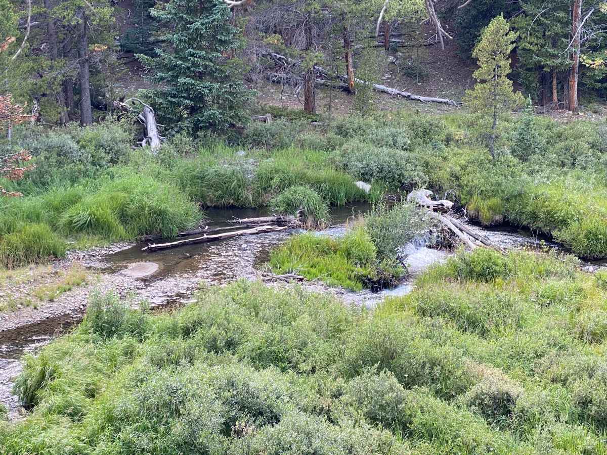 Tin Cup Lily Pond Loop trail photo