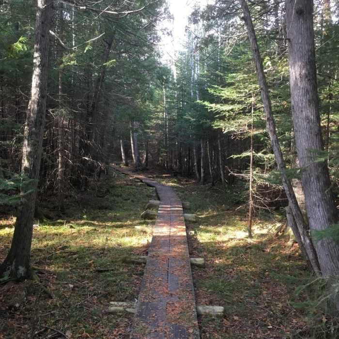 Wood plank bridges elevate a portion of the trail to keep off mossy undergrowth. Near Shingle Mill Pathway Loop