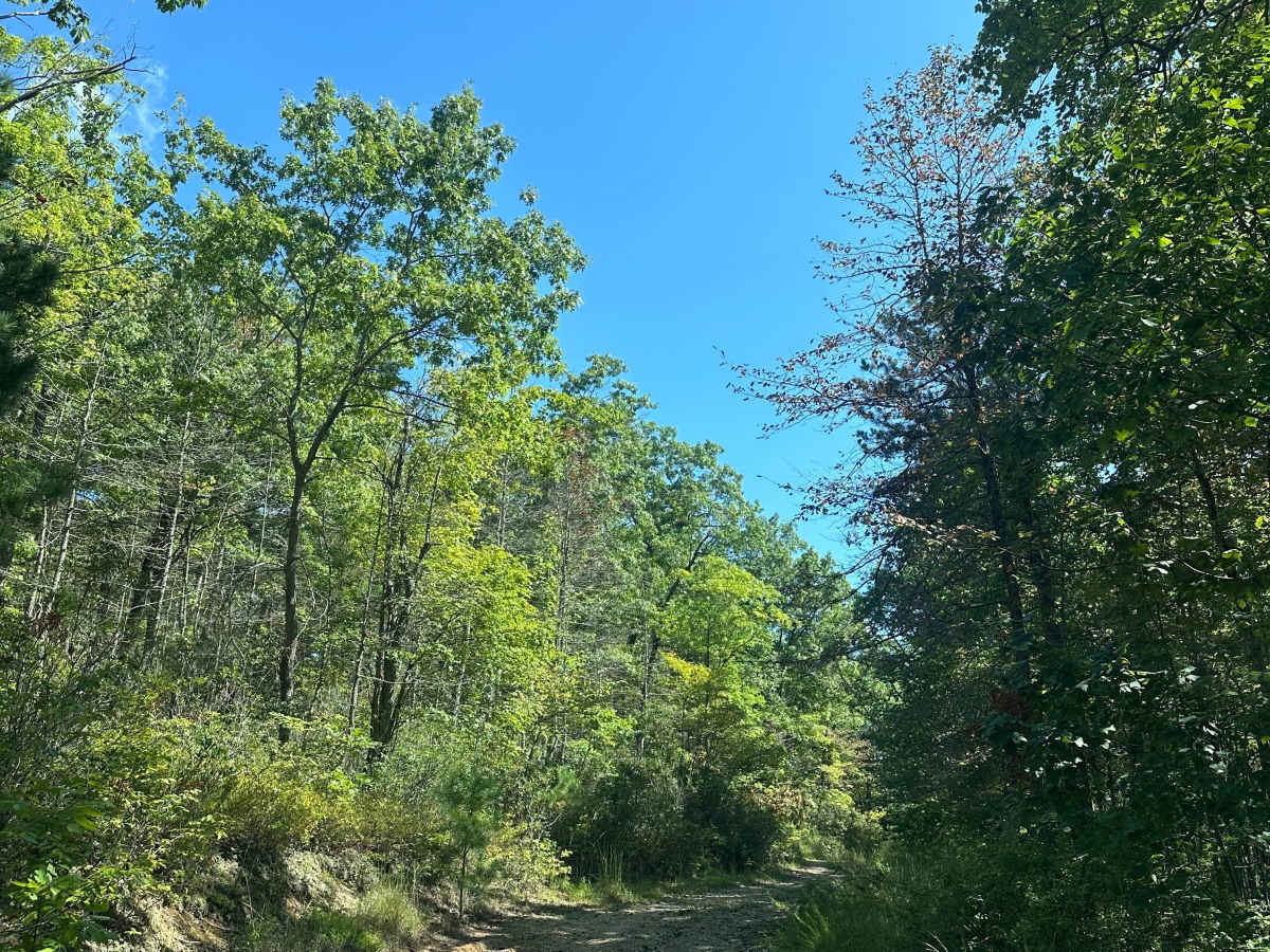White Oak Flat photo 6