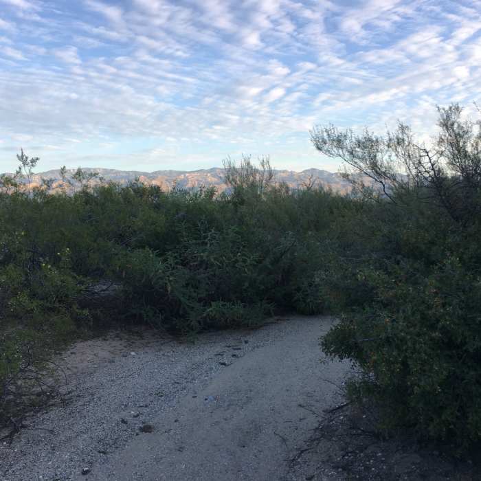 Near Javelina West Wash Trail