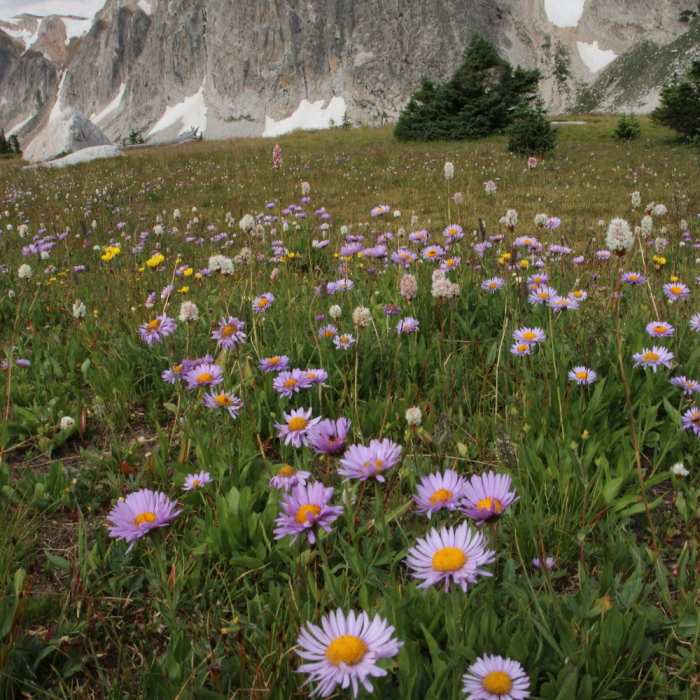 Near Medicine Bow Peak Loop