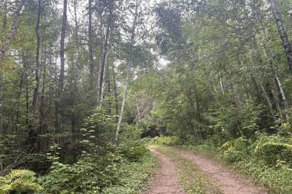 Big Ridge Road - FS 2388