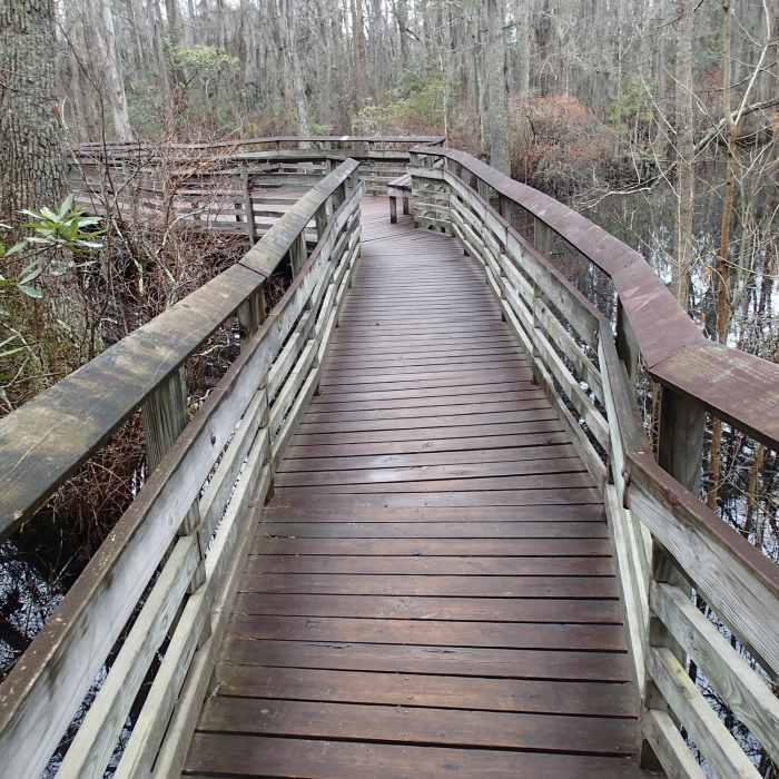 The viewing platform and trail through swamp area. Near First Landing State Park Loop
