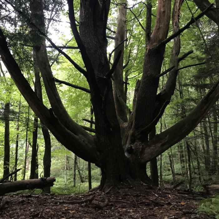 Near Owl Trail