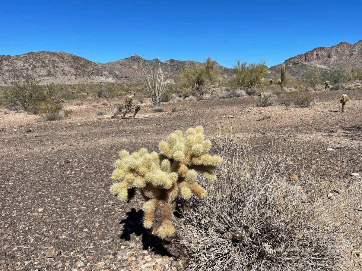 Center Desert Washy Loop photo 3