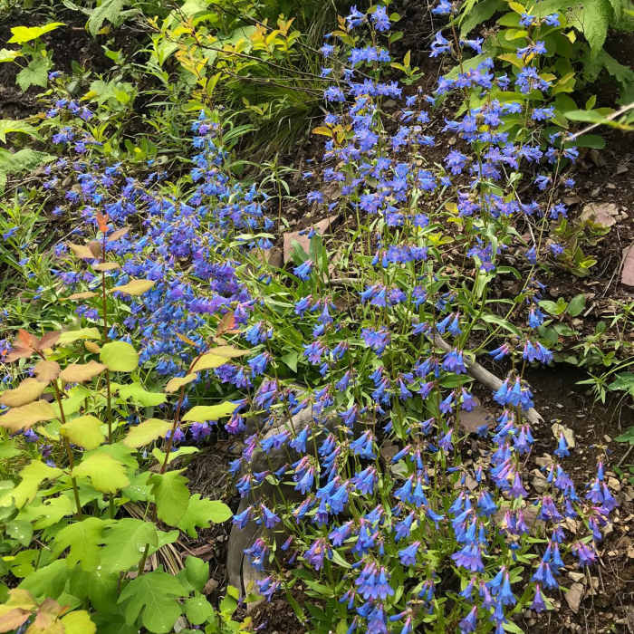 Near Saint Mary Falls from Sun Point