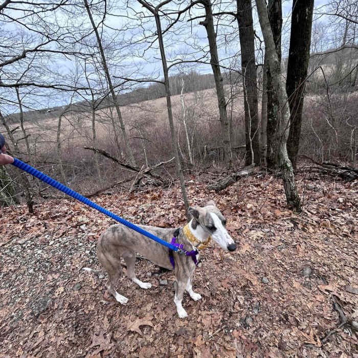 Cutler park on Blue Heron Trail next to Charles River. Near Blue Heron Trail