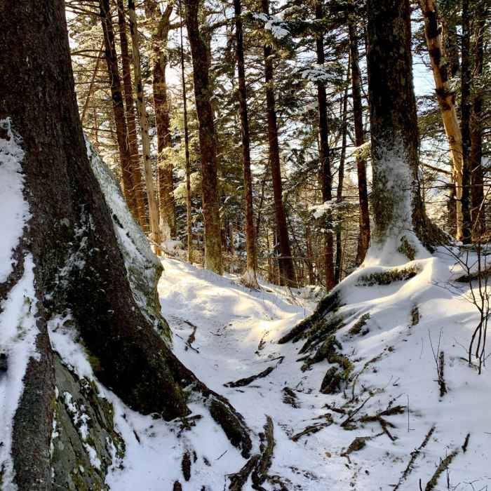 Near Mount Sterling via Baxter Creek Trail Near Mount Sterling via Baxter Creek Trail