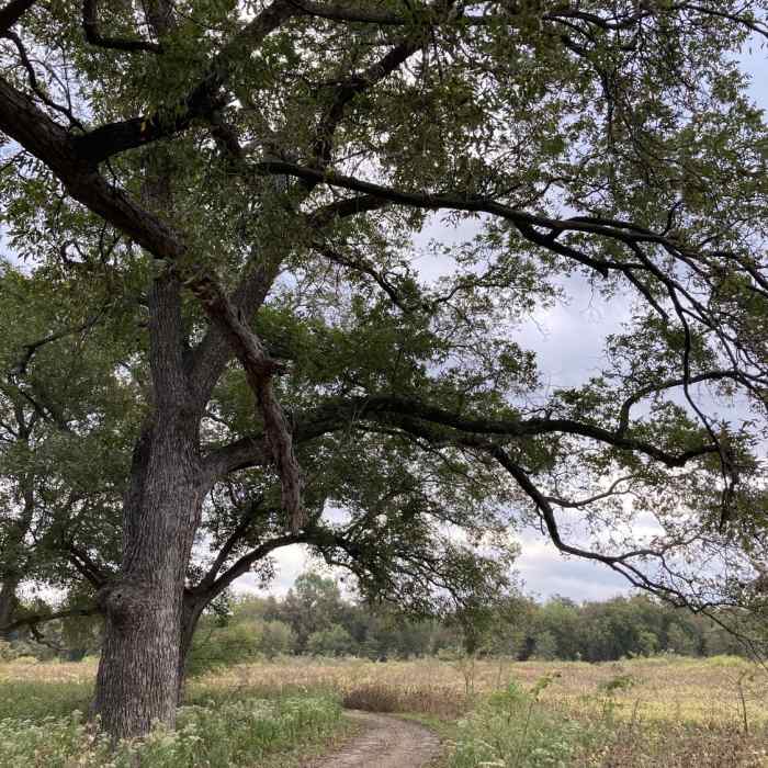 Near Great Blue Heron Loop