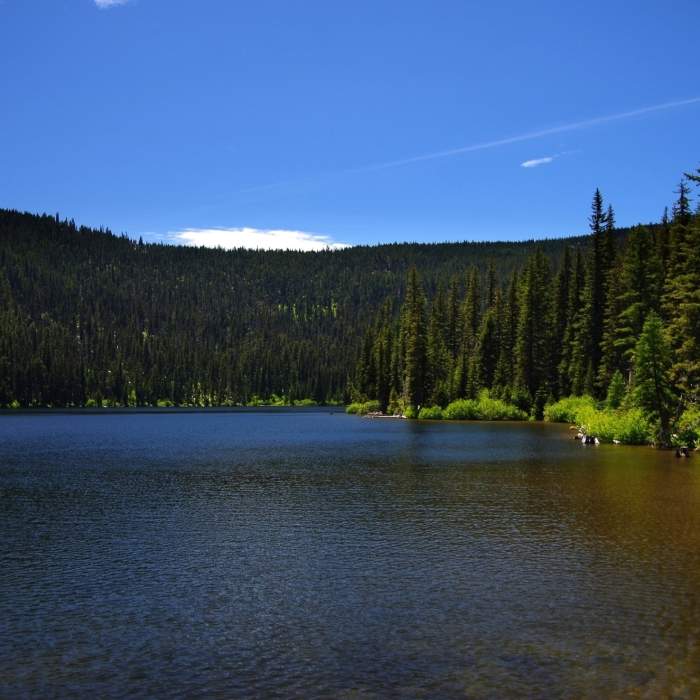Near Badger Creek Trail #479