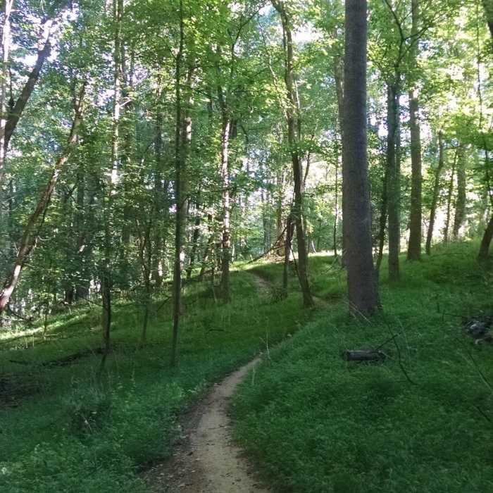 The Seneca Ridge Trail is more open here. Near Seneca Ridge Trail