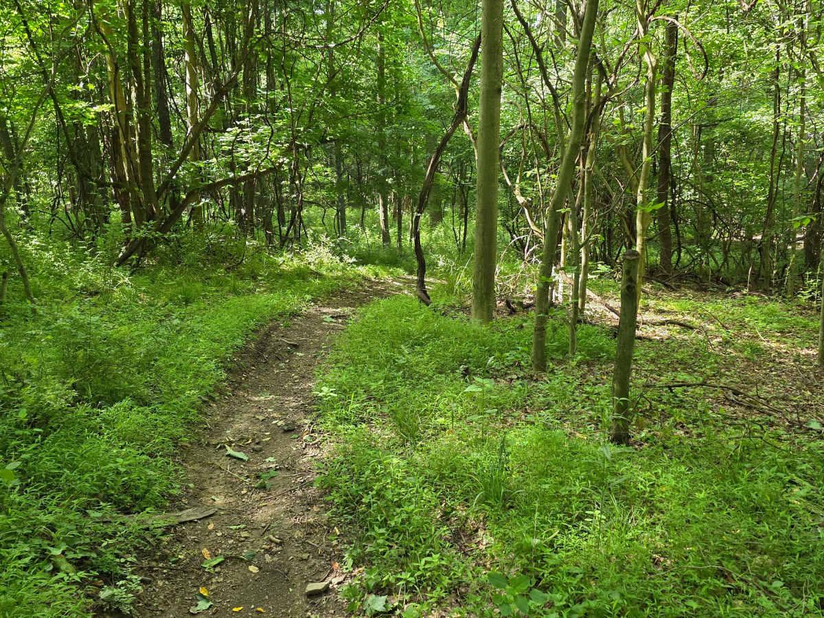 Single Track C trail photo