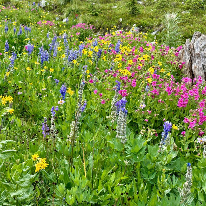 Near Continental Divide Trail: Montana-Idaho Section 14