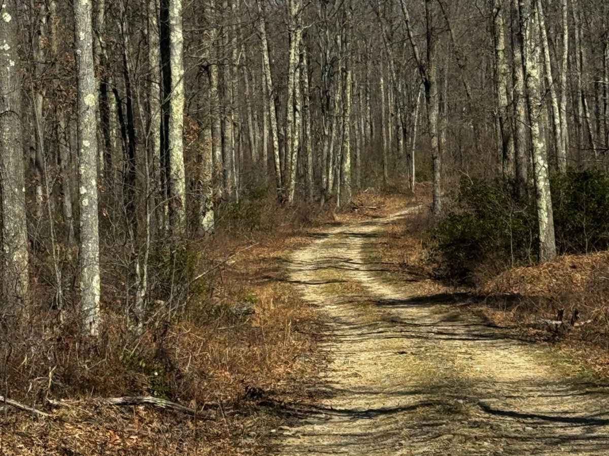 Council Run Trail photo 4