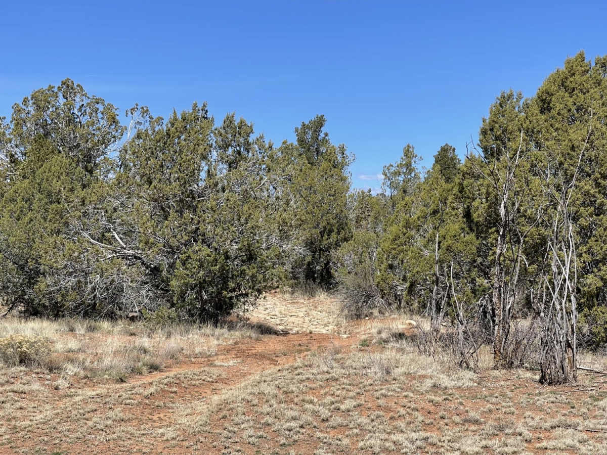 Juniper Meadows photo 4