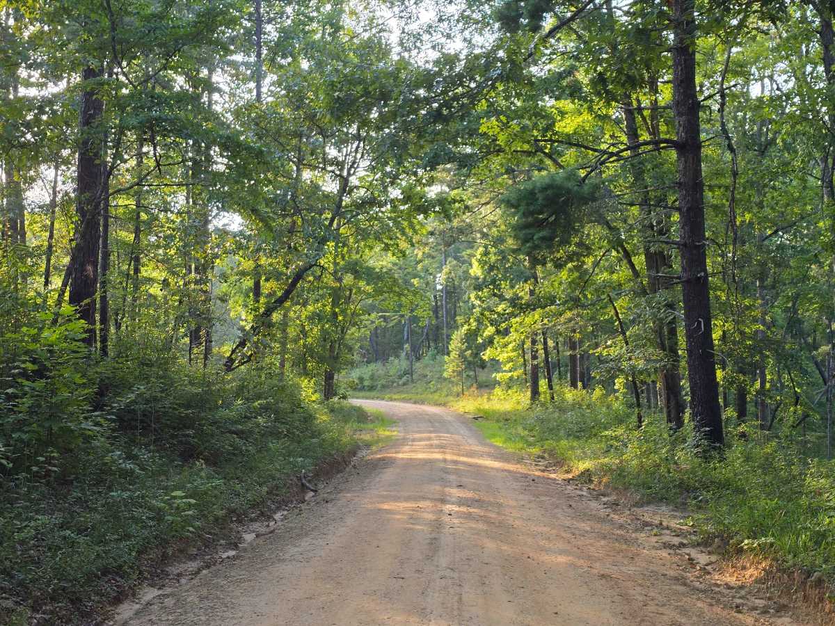 Bone Camp A - FS 738A trail photo