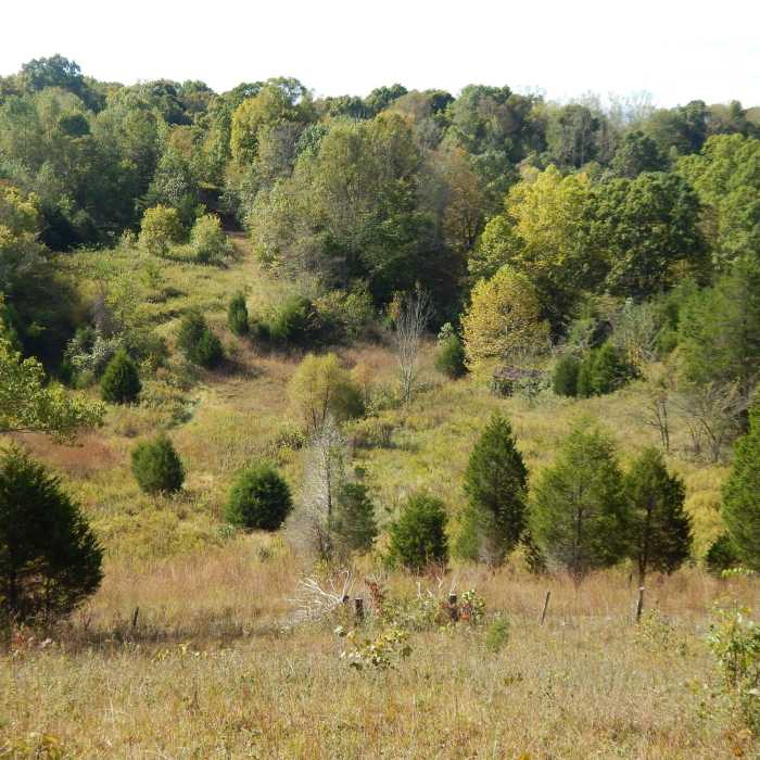 Near Buzzardroost Prairie Section
