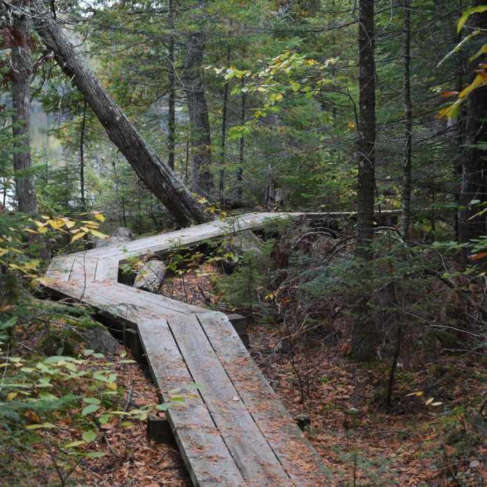 Near Benson Lake Trail Near Benson Lake Trail