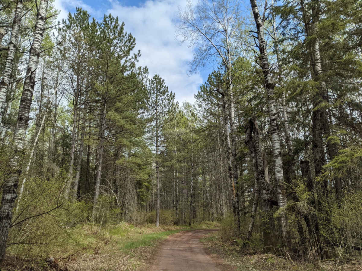 Park Forest, Potlatch, and Hilton Trails photo 5
