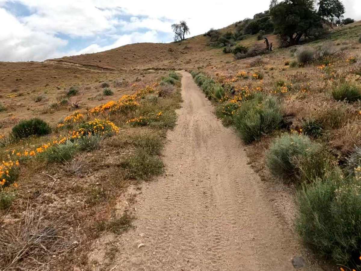 Cow Trail photo 3