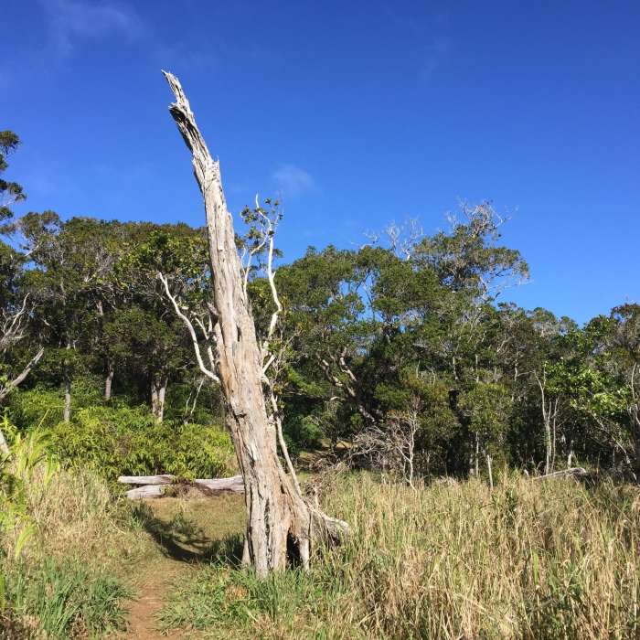 It's a little more open on the Na Pali side of the trail. Near Kaluapuhi Trail Loop