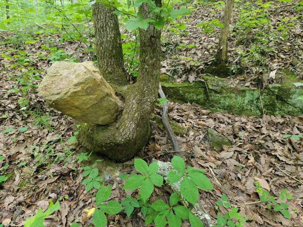 3 - Peeples Lake trail photo