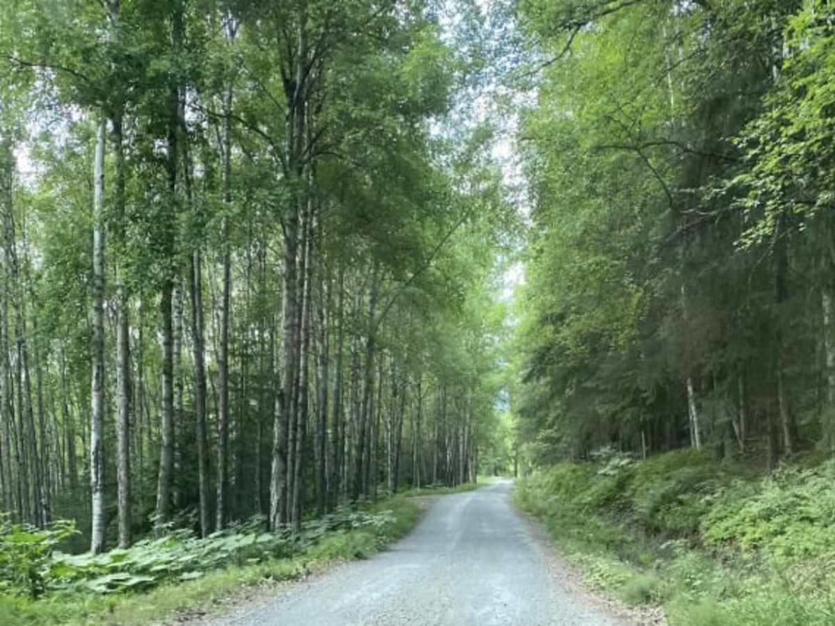 Palmer Creek Road photo 6
