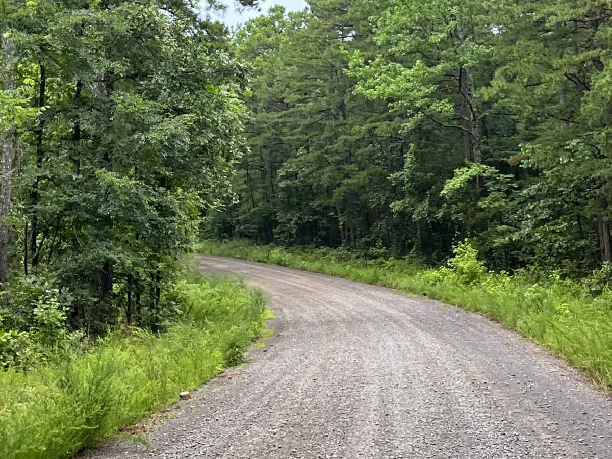 Foresty Road photo 4